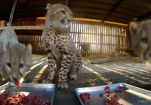 Gepardi - webkamera